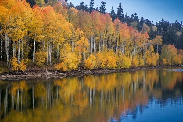 aspen trees mountain lake